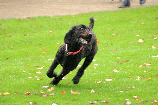 Hundewiese Eickhorst